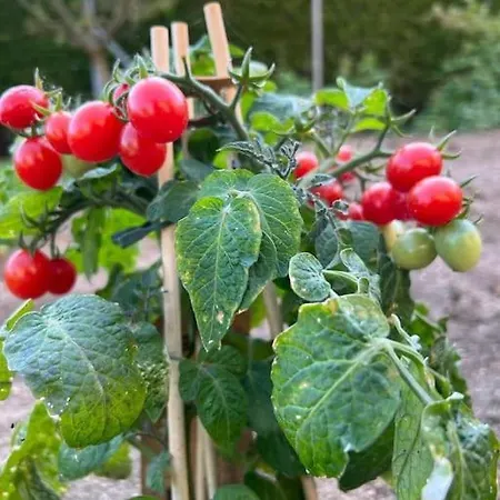 Apartment Landhaus Mit Pool